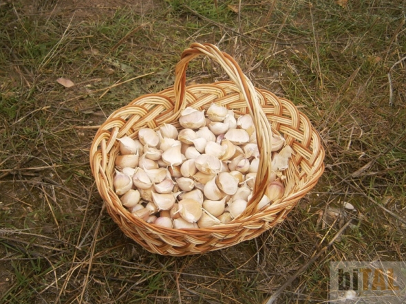  La tradicional siembra de ajos y ajetes no puede faltar en biTAL, 